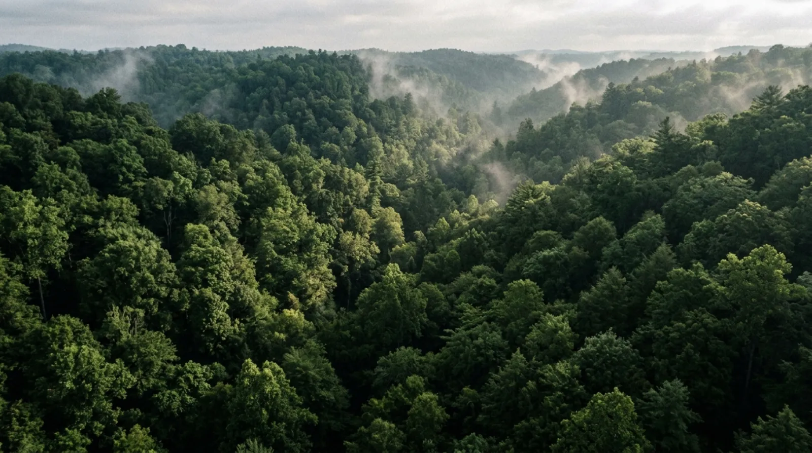 Forest canopy at dawn